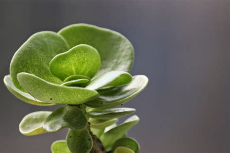 雲葉古木掉葉|【雲葉古木掉葉】別讓你的雲葉古木再落葉！揭開常見掉葉原因與。